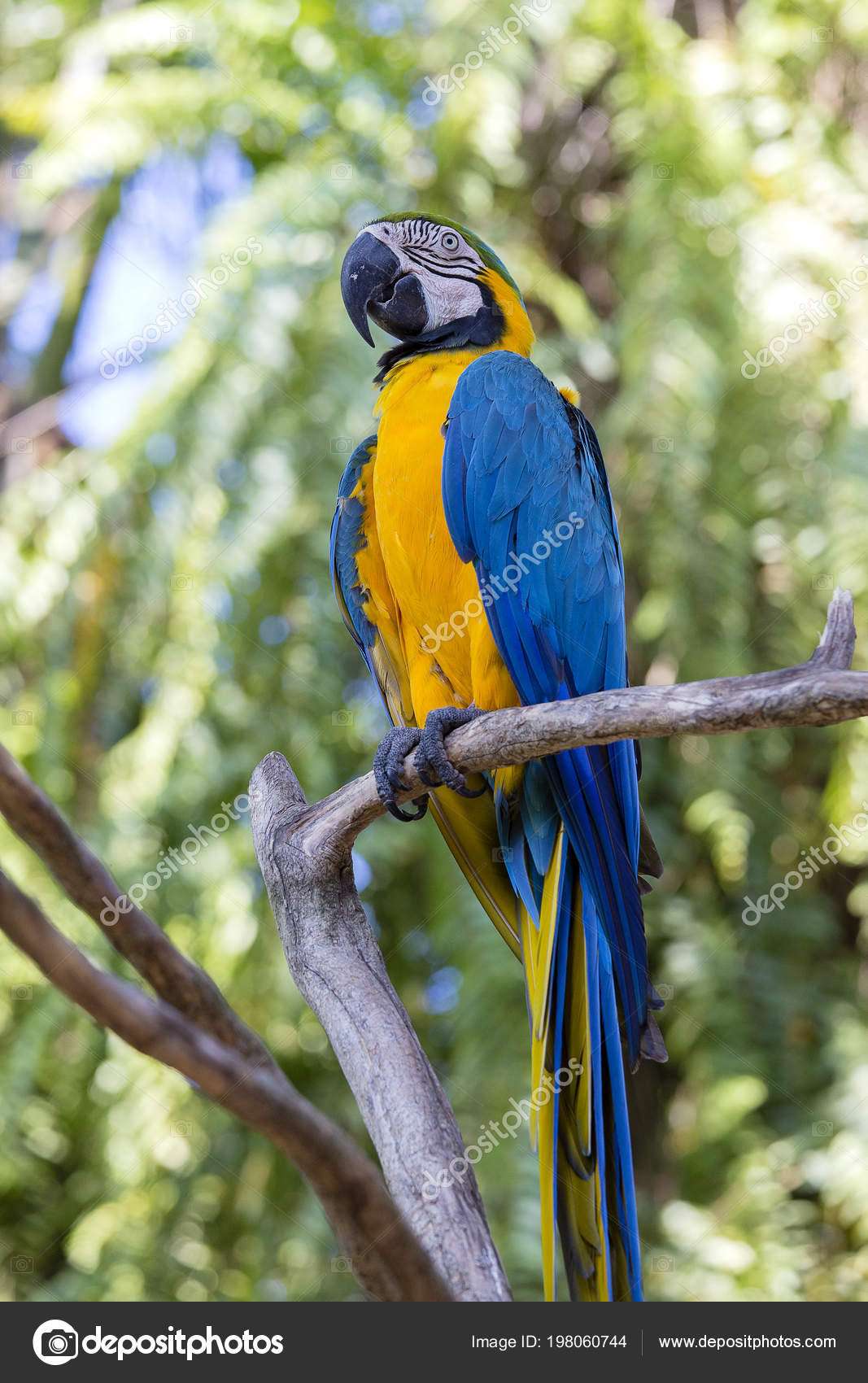 Pictures Blue Yellow Parrot Blue Yellow Macaw Parrot Ara Ararauna Also Known Blue Gold Stock Photo C Olegdoroshenko 198060744,Stuffed Peppers Recipe