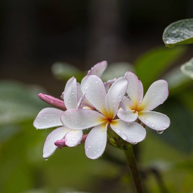 Yağmurdan sonra yaz aylarında tam çiçeklenme beyaz Frangipani çiçek. Beyaz Plumeria, Tayland, yakın çekim