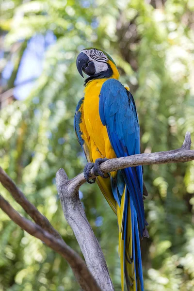 นกแก าเง นและส เหล Ara Ararauna นในช Blue Gold Macaw — ภาพถ่ายสต็อก