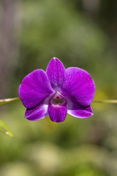 Pink Orchideebloemen Tropische Tuin Close — Stockfoto