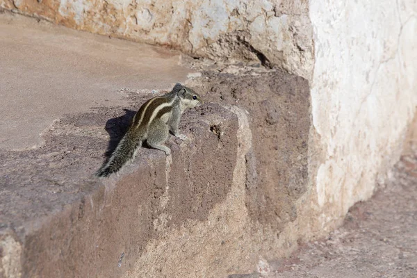 Variables Eichhörnchen Oder Finlayson Eichhörnchen Oder Callosciurus Finlaysonii Den Ellora — Stockfoto