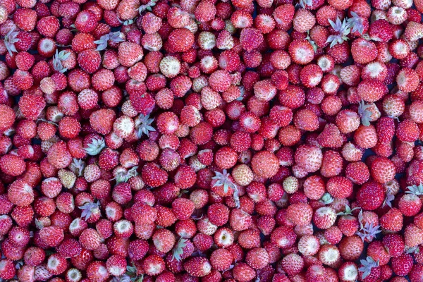 Verse Rijpe Sappige Aardbeien Draaien Wilde Bessen Rode Aardbeien Achtergrond — Stockfoto