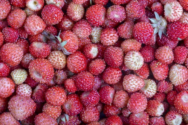 Frische Reife Saftige Erdbeeren Rotieren Waldbeeren Rote Erdbeeren Hintergrund Draufsicht — Stockfoto
