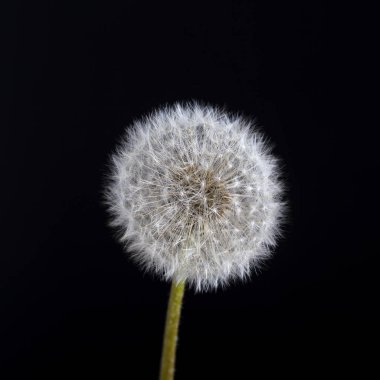 Bir karahindiba. Karahindiba kabartmak. Karahindiba sakin soyut siyah arka planda kapat