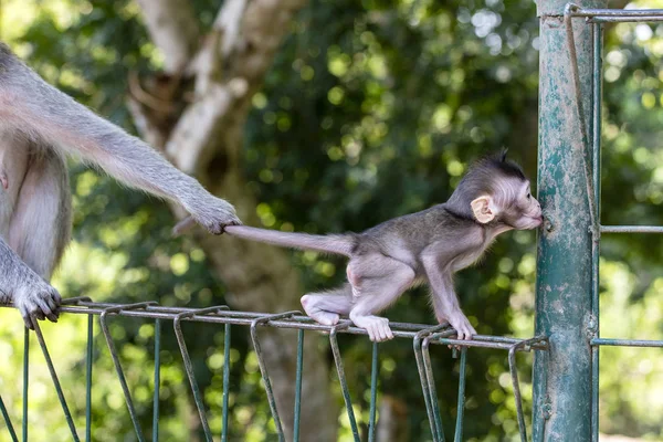 Majom Anyuka Tartja Gyermek Farkát Hogy Szent Monkey Forest Trópusi — Stock Fotó