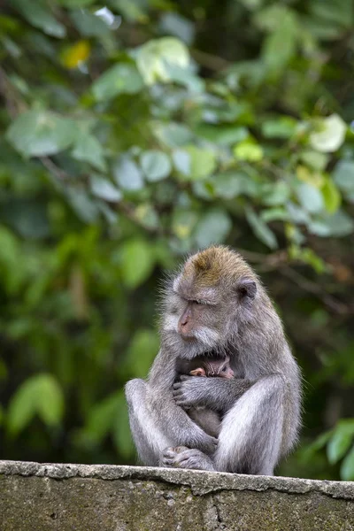 Portrét Baby Opice Matka Posvátné Monkey Forest Ubudu Ostrov Bali — Stock fotografie