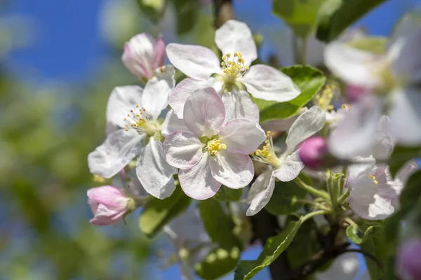 White Flowers Apple Blossoms Spring Day Blue Sky Background Flowering — Stock Photo, Image