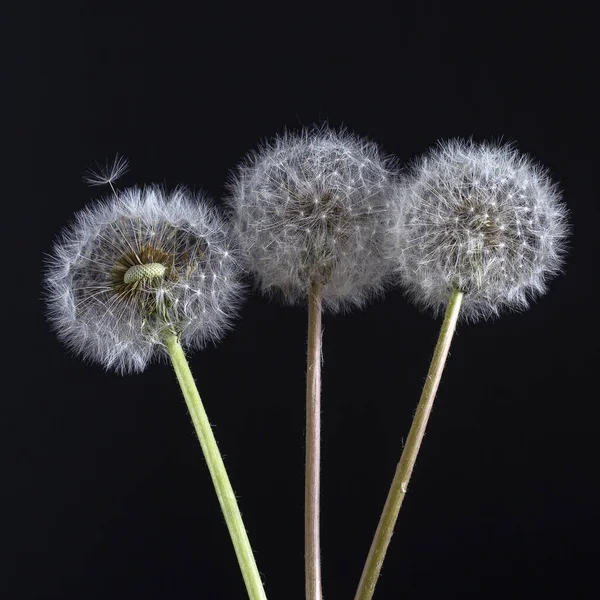 Three Dandelions Dandelion Fluff Dandelion Tranquil Abstract Close Black Background — Stock Photo, Image
