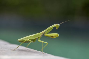 Dua eden peygamber devesi, mantis bileğinde, yakın çekim. Ada Bali, Endonezya