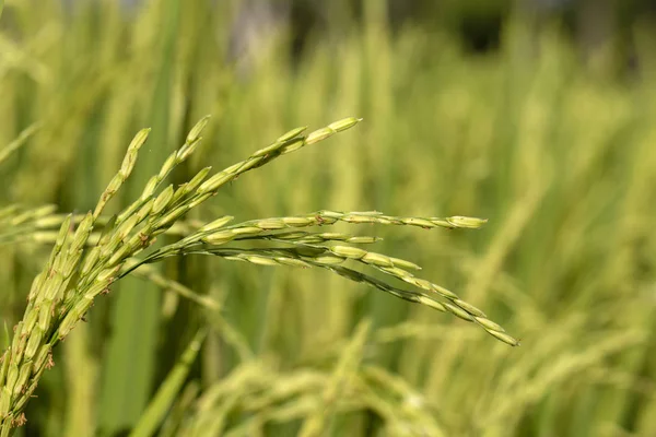 Campo Verde Com Talos Arroz Ubud Ilha Bali Indonésia Fechar — Fotografia de Stock