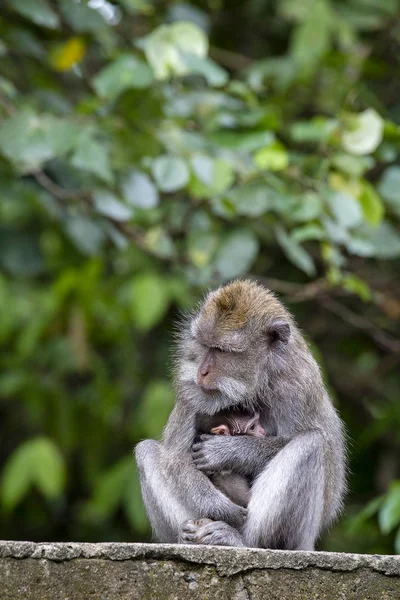 Retrato Mono Bebé Madre Bosque Sagrado Monos Ubud Isla Bali — Foto de Stock