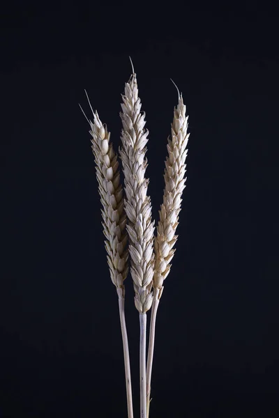 三茎的小麦在黑色的背景 干燥的麦子小穗在黑暗的背景 — 图库照片