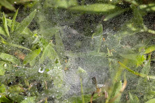 Fresh Grass Dew Drops Island Bali Indonesia Close — Stock Photo, Image