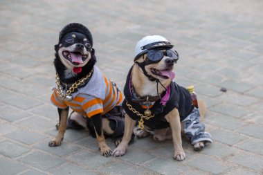 Pattaya, Tayland - 26 Ekim 2013: Küçük köpekler Pattaya, Tayland tatil beldesi sokak kostümleri giymiş