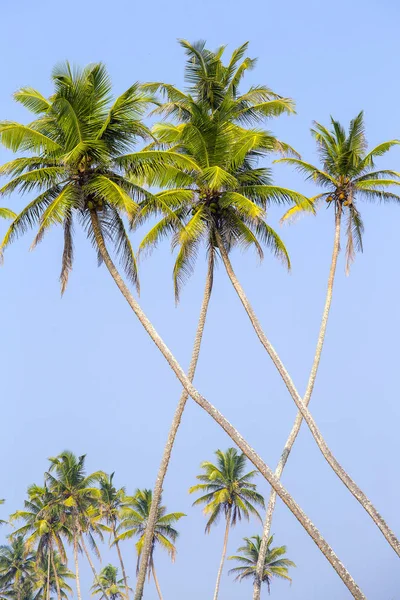 Palmeras Coco Playa Tropical Una Forma Extraña Contra Cielo Azul —  Fotos de Stock