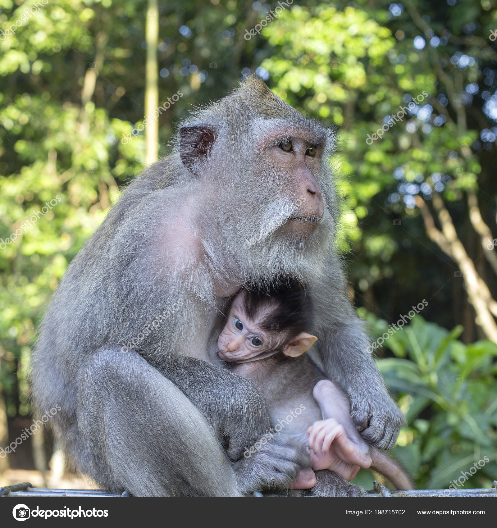 31 187 Baby Monkey Pictures Baby Monkey Stock Photos Images Depositphotos 31 187 Baby Monkey Pictures Baby Monkey Stock Photos Images Depositphotos