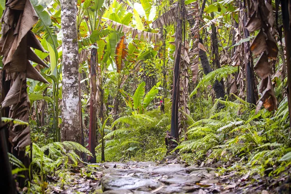 Floresta Selva Árvores Tropicais Ásia Bela Aventura Natureza Paisagem Fundo — Fotografia de Stock