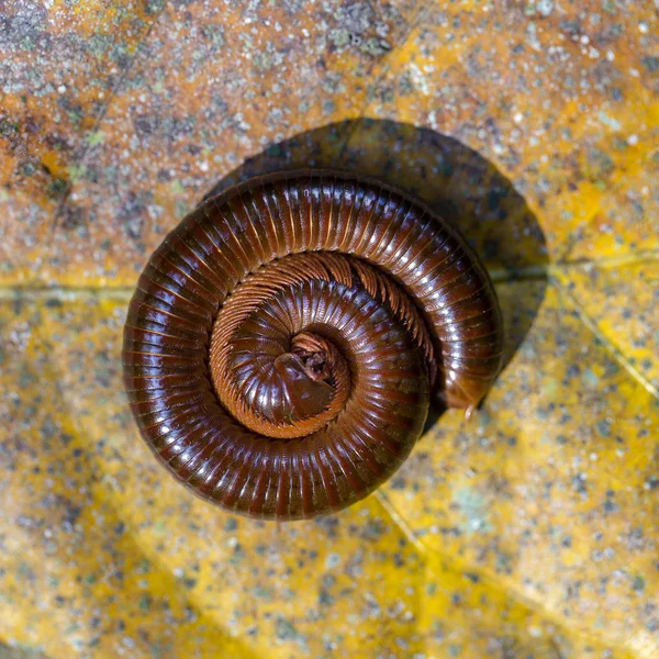 Giant centipede, millipede rolled into a circle on old leaf in tropical jungle. Island Bali, Indonesia. Close up, top view