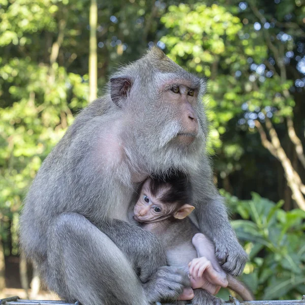 Retrato Mono Bebé Madre Bosque Sagrado Monos Ubud Isla Bali — Foto de Stock