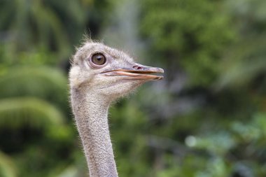 Hayvanat Bahçesi, Tayland büyük Afrikalı devekuşu güzel portresi. Yakın çekim
