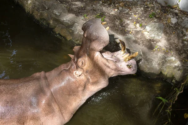 Chiudere Ippopotamo Ippopotamo Più Mammifero Erbivoro Acqua Bocca Aperta Attesa — Foto Stock