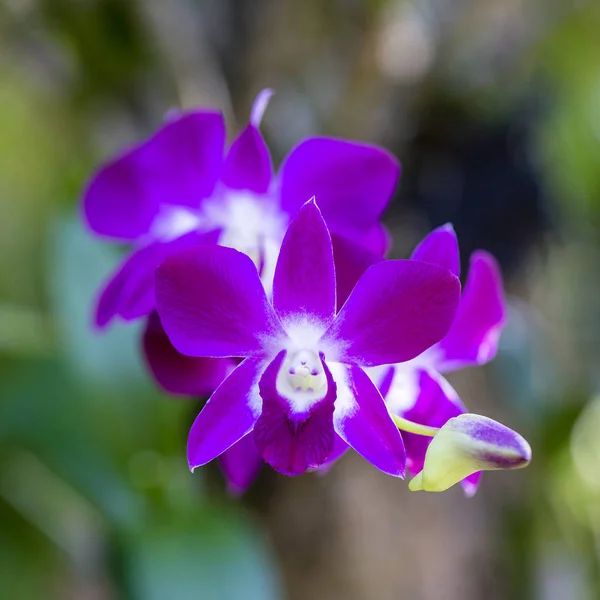 Rosa Orchideenblüten Tropischen Garten Nahaufnahme — Stockfoto