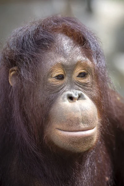 Portrait of sad Asian orangutan, close up