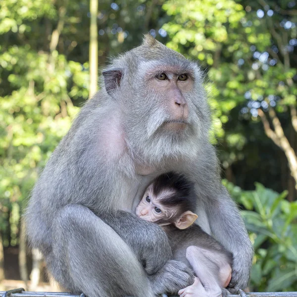 Sziget Portréja Majom Baba Anya Szent Monkey Forest Ubud Bali — Stock Fotó