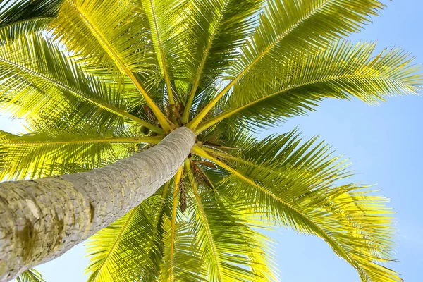 Escena Verano Palmera Coco Verde Con Fondo Cielo Azul —  Fotos de Stock