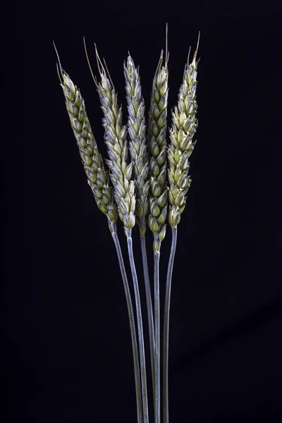 五茎的小麦在黑色的背景 绿色生小麦小穗在黑暗的背景 — 图库照片