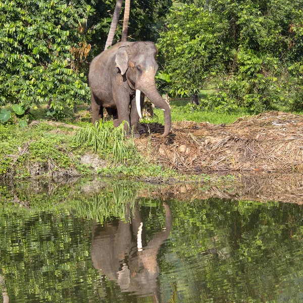 Elefante Tailandés Encuentra Junto Lago Selva Isla Koh Phangan Tailandia —  Fotos de Stock