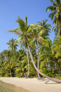 Yaz doğa sahne. Tropikal deniz deniz, mavi gökyüzü ve palmiye ağaçları, Koh Kood Adası Tayland Güney Doğu kısmında yer almaktadır. Güzel deniz, Hindistan cevizi hurma ağacı ve beyaz kum plaj