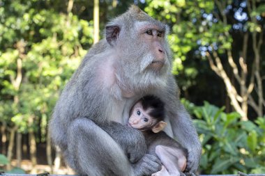 Kutsal maymun orman Ubud, anne ve bebek maymun portresi ada Bali, Endonezya. Yakın çekim