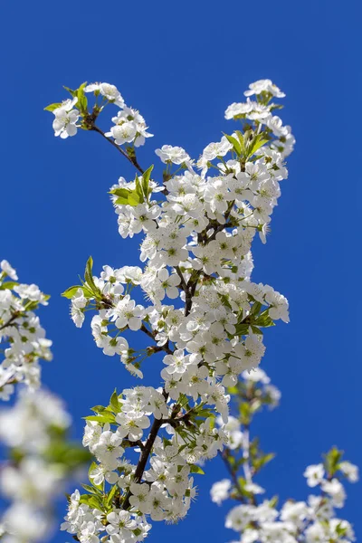 Flores Brancas Das Flores Cereja Dia Primavera Sobre Fundo Céu — Fotografia de Stock