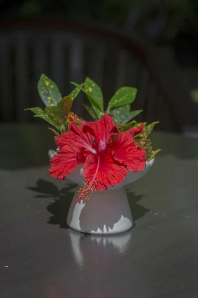 Bukiet Czerwonych Kwiatów Tropikalnych Biały Wazon Ceramiczny Stoi Drewniany Stół — Zdjęcie stockowe