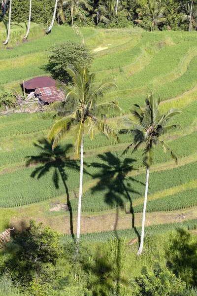 Красивые Зеленые Террасы Деревья Острове Бали Индонезия — стоковое фото