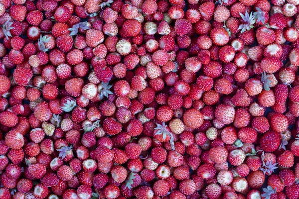 Taze Olgun Sulu Çilek Yaban Berry Üstten Görünüm Kırmızı Çilek — Stok fotoğraf