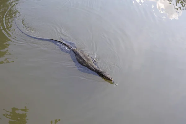 Lagarto Monitor Água Nadando Água Verde Ilha Koh Phangan Tailândia — Fotografia de Stock