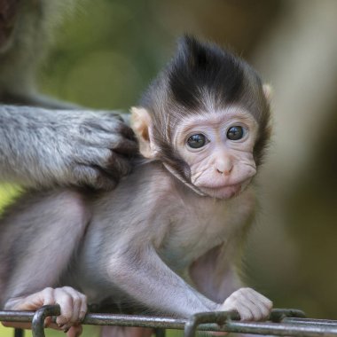 Kutsal maymun orman Ubud, Bali, Endonezya, Bebek Maymun portresi. Yakın çekim