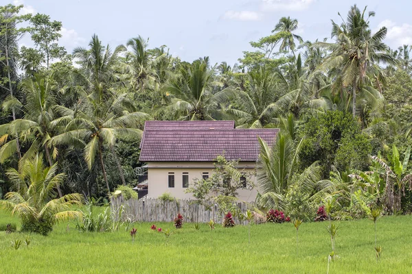 Pirinç Tarlaları Arasında Döşenmiş Bir Çatı Ile Tropikal Ada Bali — Stok fotoğraf