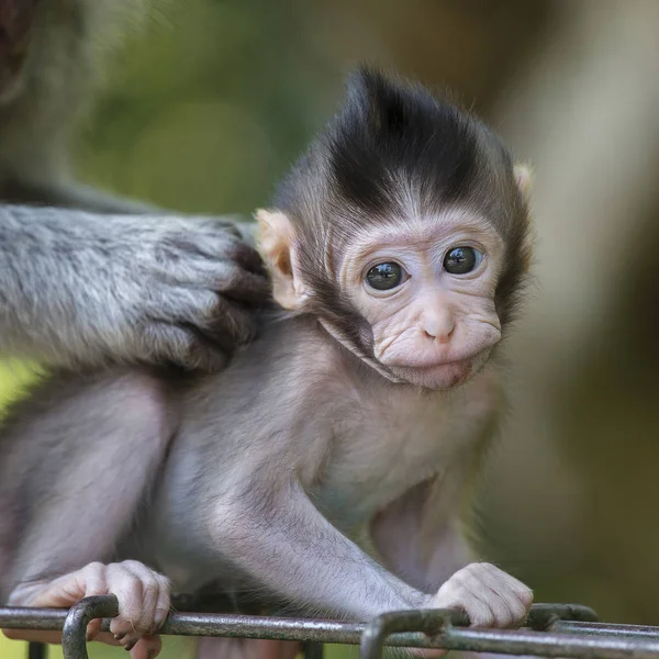 Compilação Macacos Fofos e Engraçados #02 - Bebê macaco 😍😆, Compilação Macacos  Fofos e Engraçados #02 - Bebê macaco 😍😆, By Bebê macaco Natureza