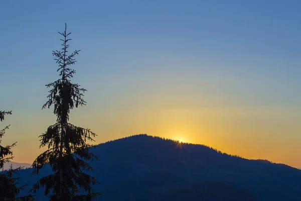 Silhouette of a Christmas tree at sunrise against the background of the Carpathian mountains in the summer. Dragobrat, Ukraine