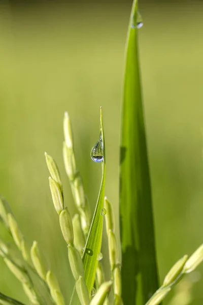 Groene Rijst Het Gevolg Van Achtergrond Met Waterdruppels Gras Stengels — Stockfoto