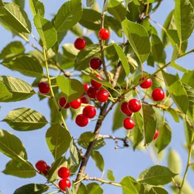 Ağaç dalında tatlı kiraz kırmızısı böğürtlenler