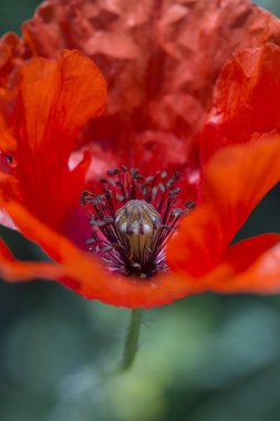 Haşhaş dolu bir alanda kırmızı gelincik çiçeği. Kır çiçekleri, yakın çekim