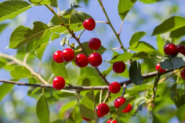 木の枝に甘い桜の赤い果実が閉じます — ストック写真