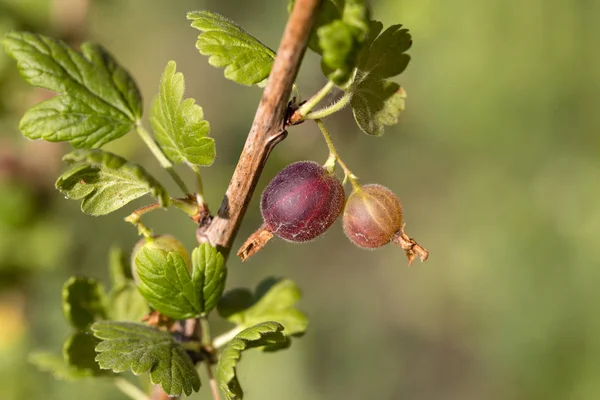 Verse Kruisbessen Een Tak Van Kruisbes Heester Met Zonlicht Kruisbes — Stockfoto