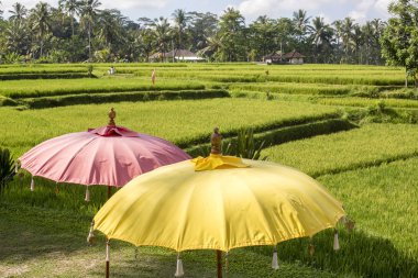 Yeşil pirinç terasları Ubud, yakınındaki rekreasyon alanında yanındaki renkli şemsiyeler ada Bali, Endonezya