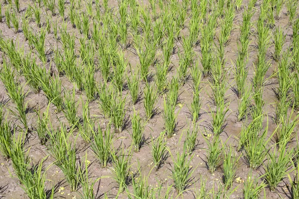 Zelené Pole Rýžovými Stonky Ubud Ostrov Bali Indonésie Zavřít — Stock fotografie