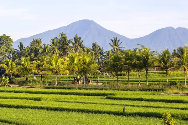 Hermosas Terrazas Arroz Verde Volcán Cocoteros Por Mañana Isla Bali — Foto de Stock